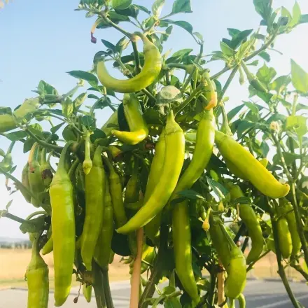 Peperoni haltbar machen - Peperoni Rezepte