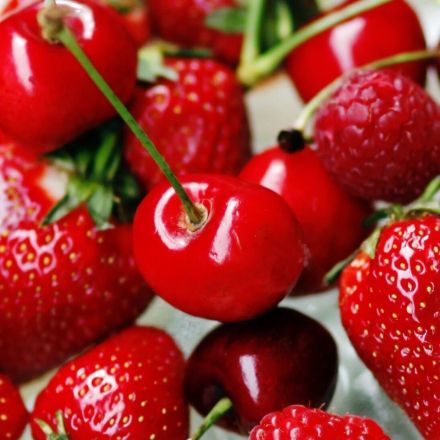 Fruchtfliegen lebend fangen