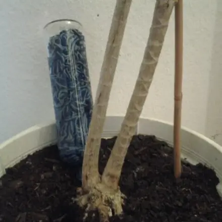 Dekorative Gießhilfe für Blumen