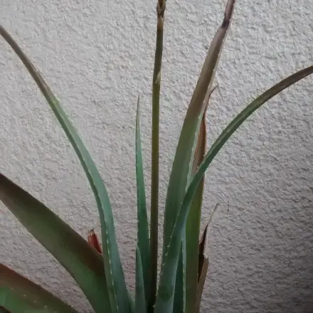 Aloe-Vera für Haut und Haare