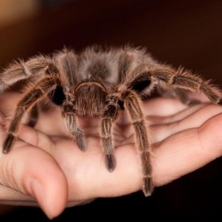 Spinnenphobie - Angst vor Spinnen, was tun?