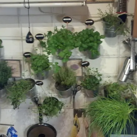 Kleiner Kräutergarten - Kräuter im Winter