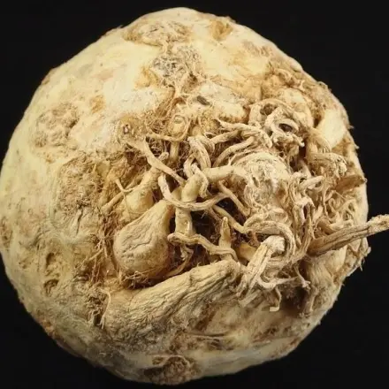 Sellerie und Rettich besser verarbeiten