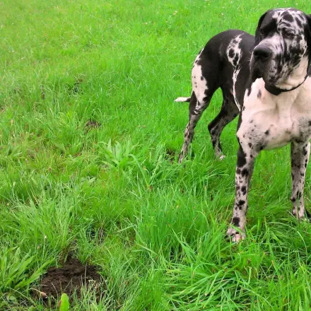 Maulwurf vertreiben für Hundebesitzer