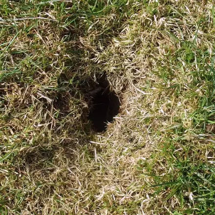 Blumenzwiebeln vor Wühlmäusen schützen