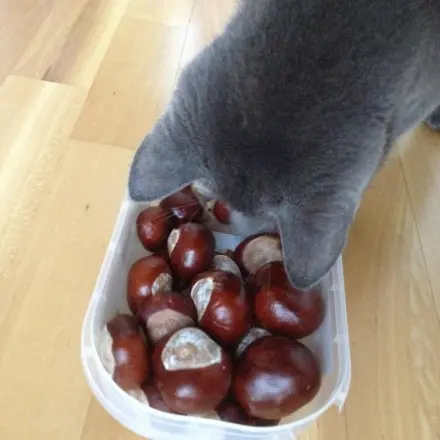 Katzenspielzeug selber machen - kostenlos