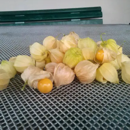 Physalis im Garten anbauen