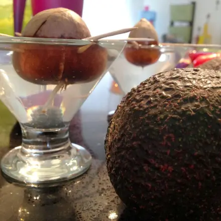 Avocadopflanze ziehen