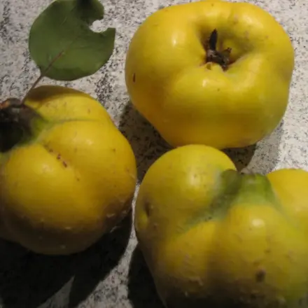 Quitten leichter schälen