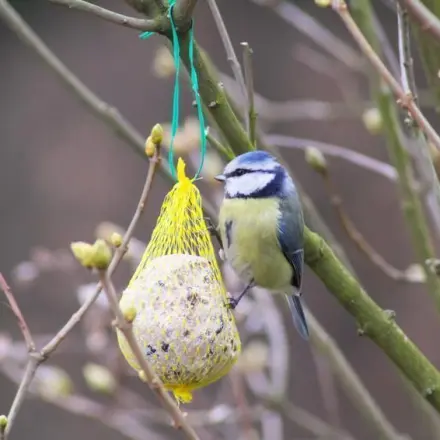Meisenknödel selber machen