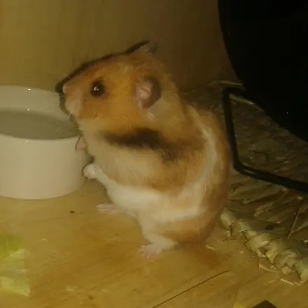 Hamster beschäftigen