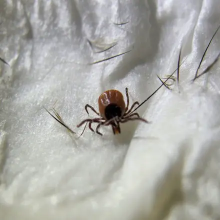 Keine Zecken im Weihnachtsbaum
