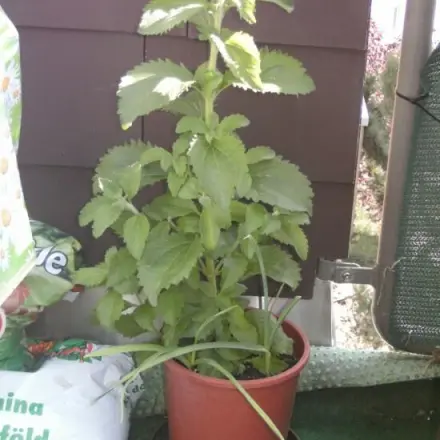 Stevia (Süßkraut) statt Süßstoff