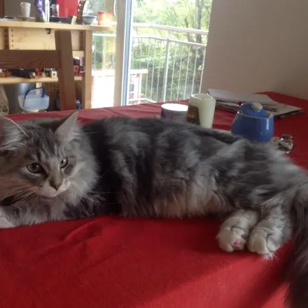 Katze wiegen