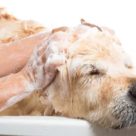 Shampoo einfach selber machen