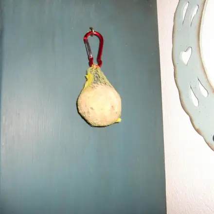 Meisenknödel am Karabinerhaken aufhängen