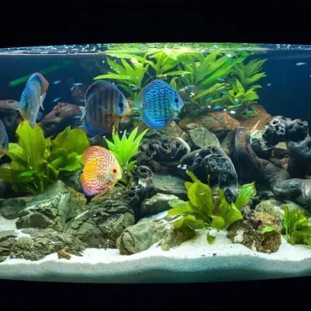 Hartnäckige Kalkflecken am Aquarium entfernen
