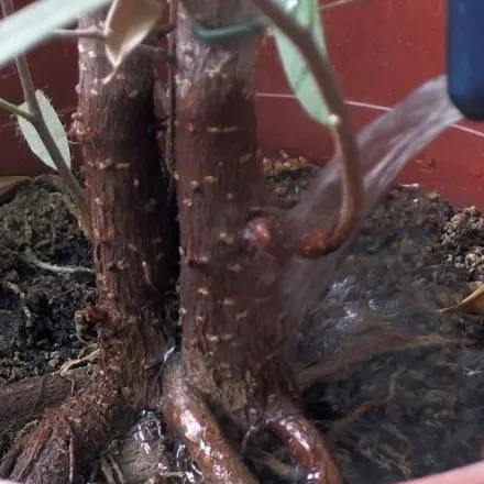 Mit Wärmflasche Blumen gießen