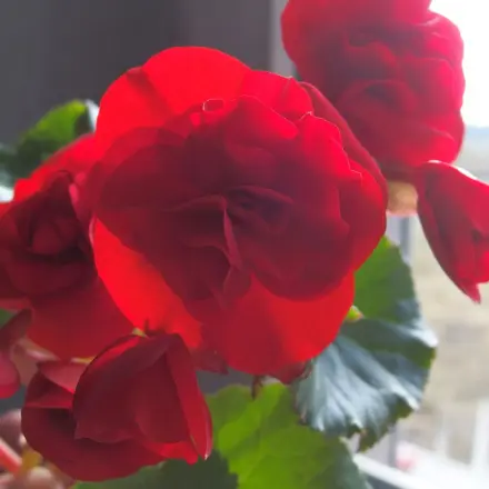 Blattläuse auf Zimmerpflanzen ertränken