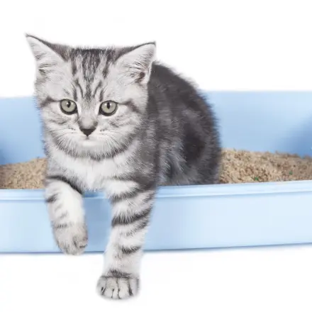 Katzenklo Deo selber machen