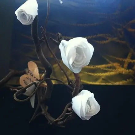 Weiße Papierrosen zum Dekorieren herstellen