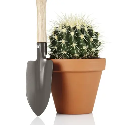 Umtopfen von Kakteen