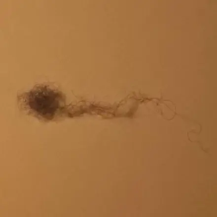 So vermehren sich Wollmäuse