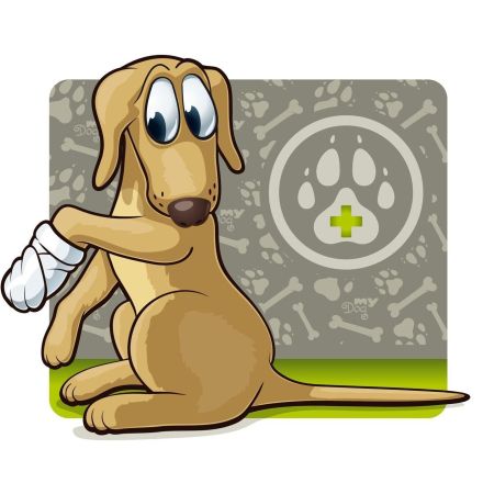 Pfotenverband beim Hund schützen