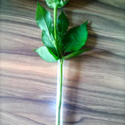 Glasröhrchen von Vanilleschoten weiterverwenden