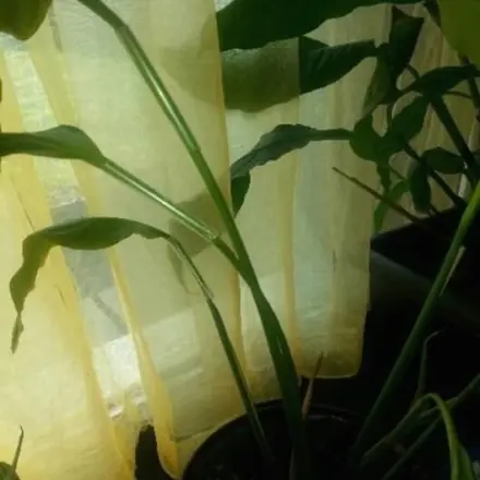 Stützhilfe für Grünpflanzen