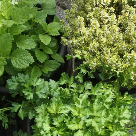 Kräutermischungen selber machen