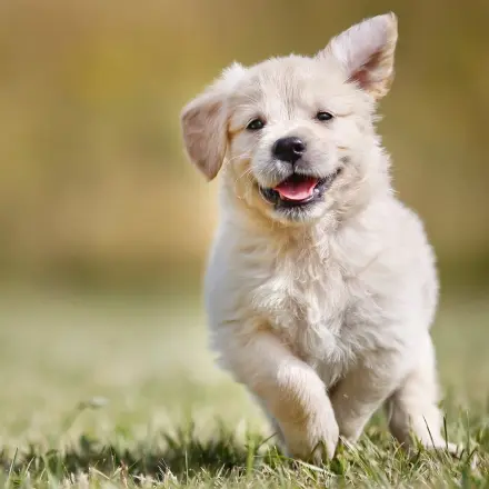 Hund stubenrein bekommen