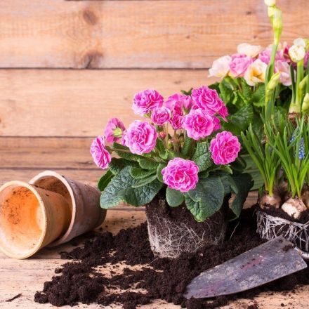 Gartenblumen am Ausbreiten hindern
