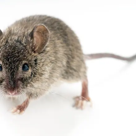 Eine Maus ist im Haus - was nun? Maus ins Freie transportieren