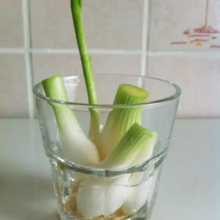 Gekaufte Frühlingszwiebeln einpflanzen