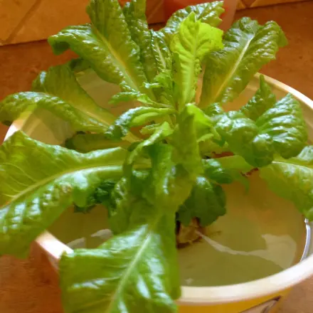 Salat nachwachsen lassen