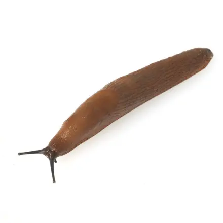 Nacktschnecken reduzieren