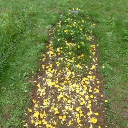 Wiesengrab schmücken