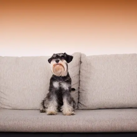 Hundehaare effektiv vom Sofa entfernen