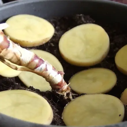 Mit Kartoffelscheiben gegen Obstfliegen