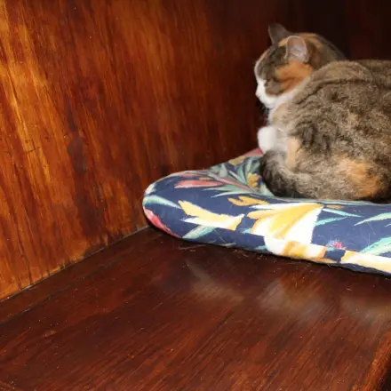 Kleine Dellen in Naturholzmöbeln entfernen