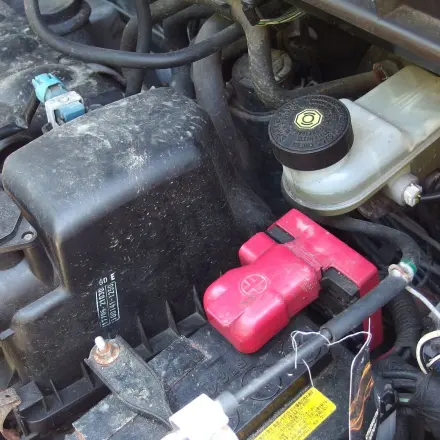 Marder vergrämen mit Wildschweinborsten