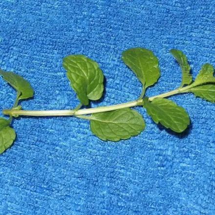 Hilfe aus der Natur gegen Übelkeit beim Autofahren
