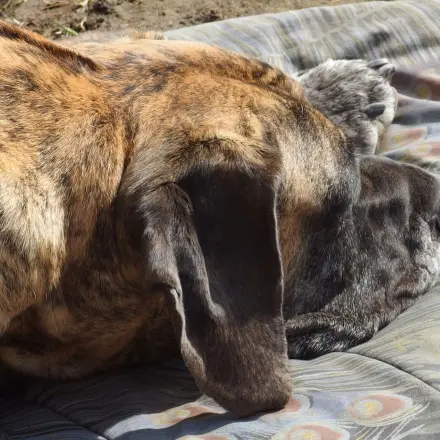 Hundehaare aus Autoteppich entfernen