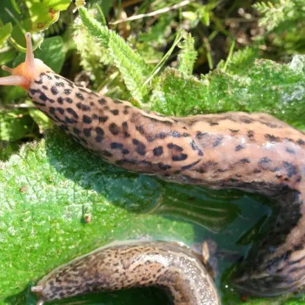 Nützling Tigerschnegel