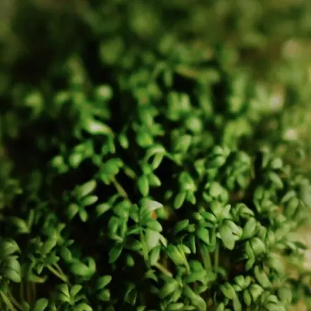 Kresse für Osternester ziehen