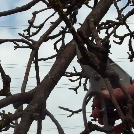 Wann schneide ich meine Obstbäume?