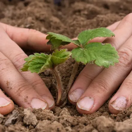 Wann ist die beste Zeit Erdbeeren zu pflanzen?