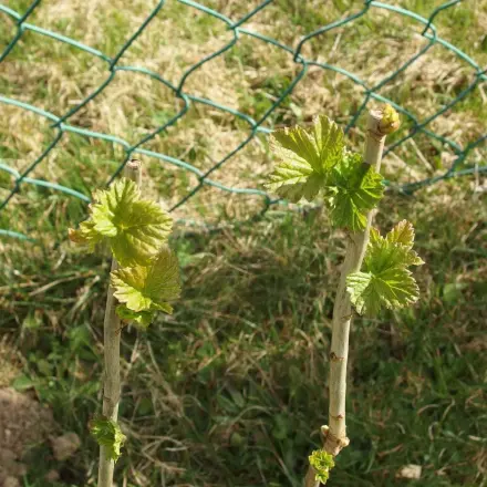Wann und wie Johannisbeeren schneiden
