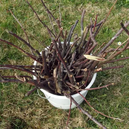 Stachelbeeren schneiden: Tipp wie und wie oft